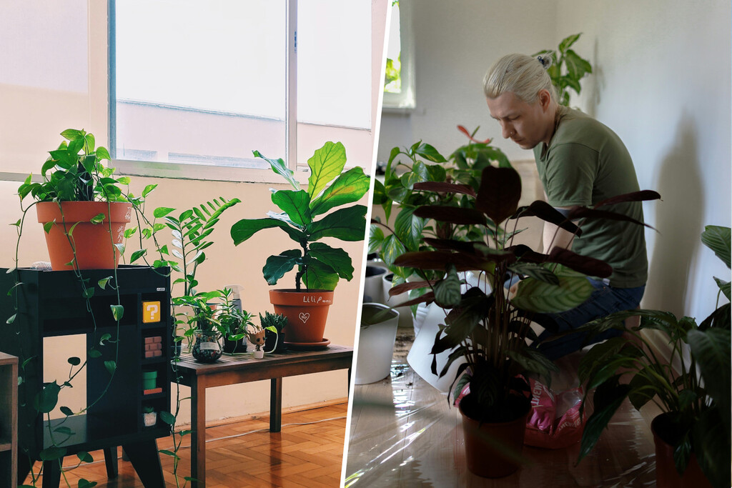 La gente siempre se ha preguntado qué hacer con sus plantas en vacaciones. Hasta que llegaron las guarderías para plantas
